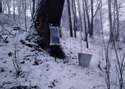 Sācies kļavu sulu laiks