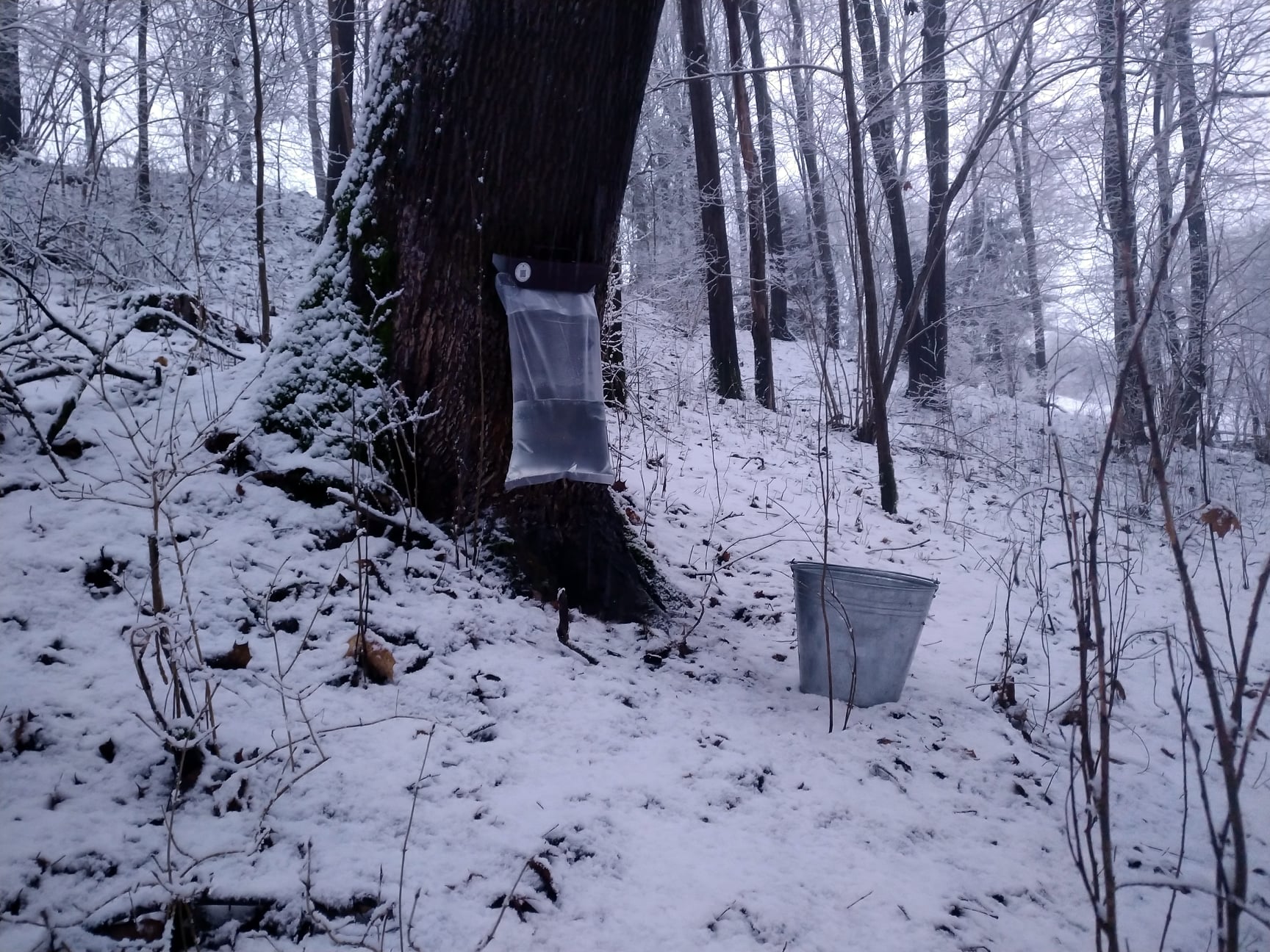 Sācies kļavu sulu laiks