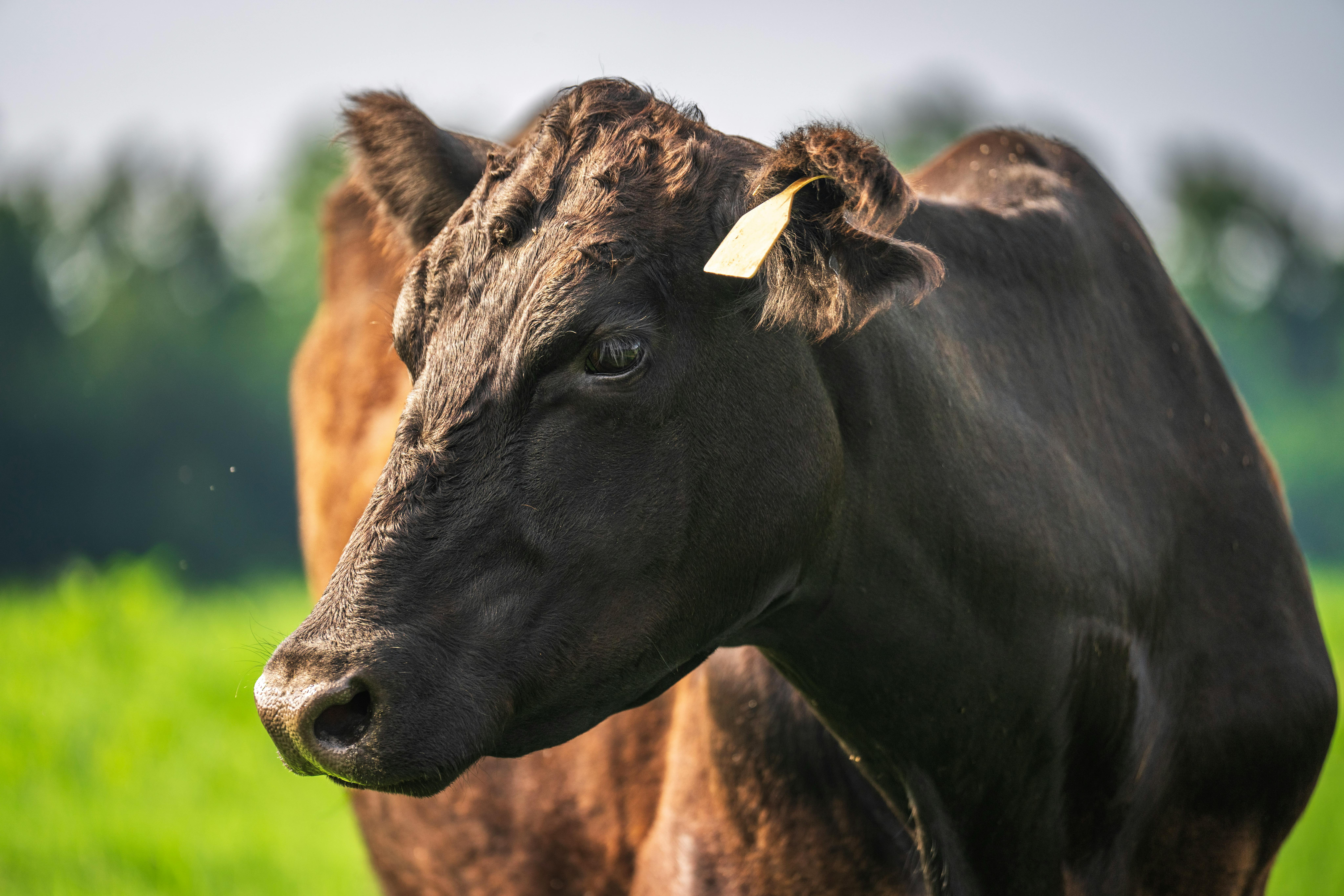 Augstās cenas sekmē kāpumu