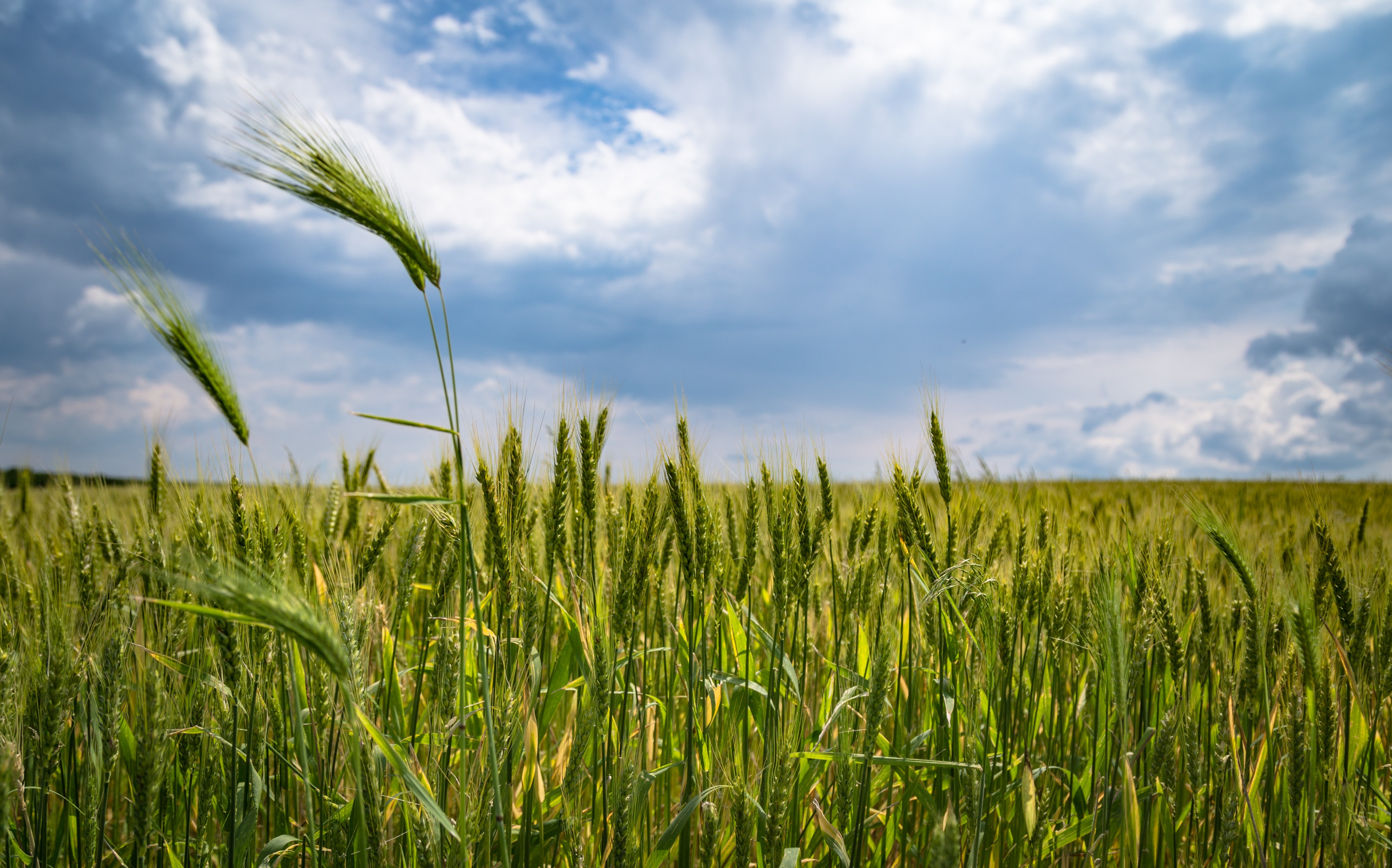 Agrofirma palielina ieņēmumus
