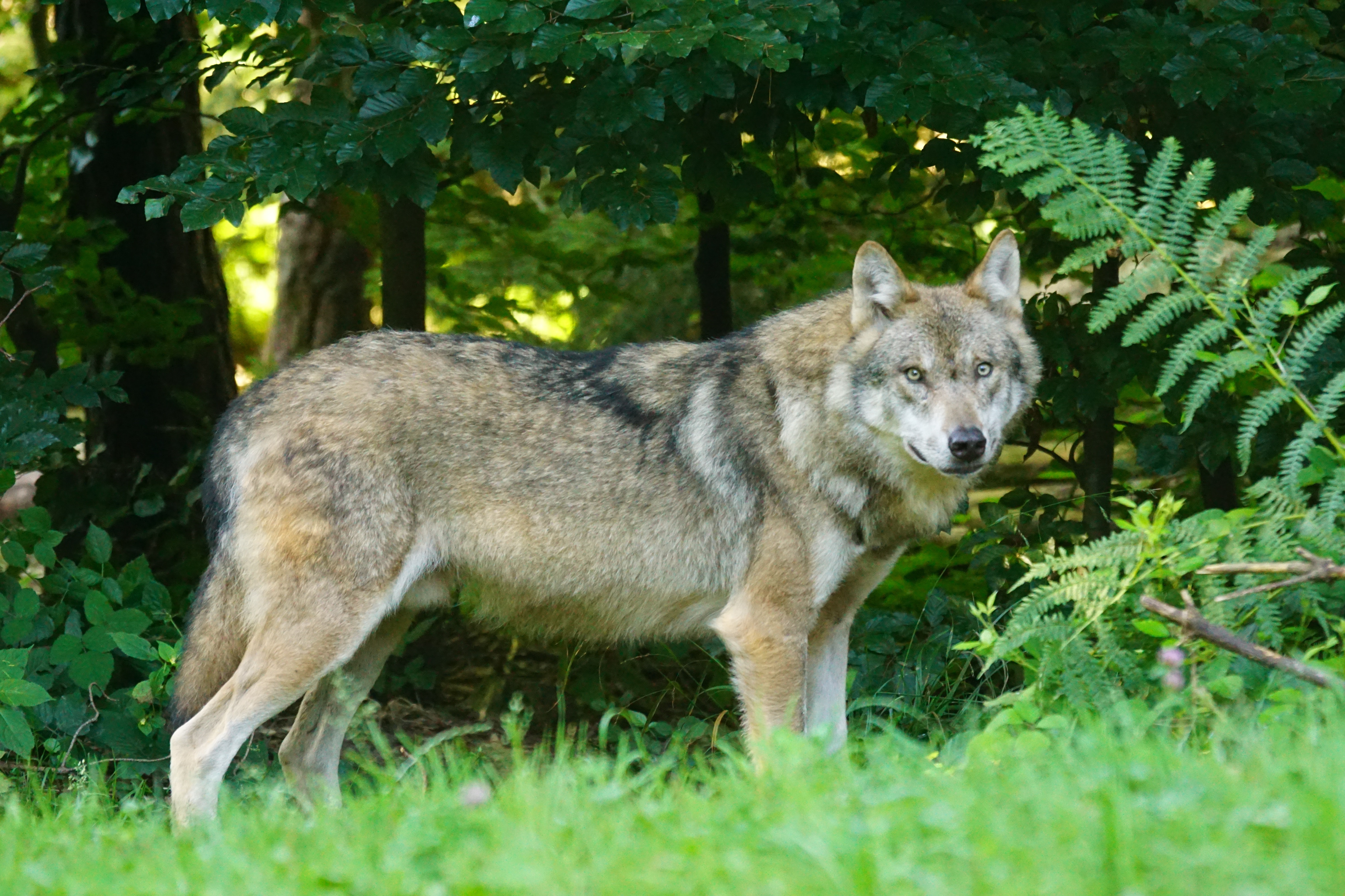 Lopkopjus aicina lielāku uzmanību pievērst ganāmpulku drošībai