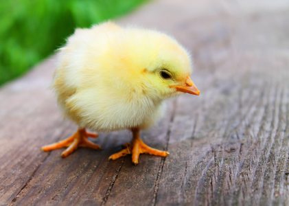 Veidos cāļu audzēšanas fermu