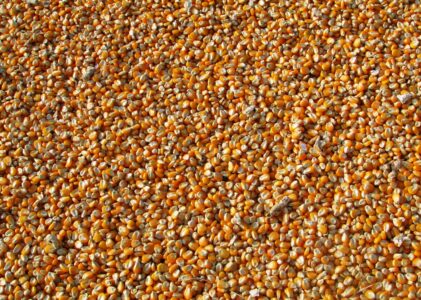 Bizness Latvijā sekmējas