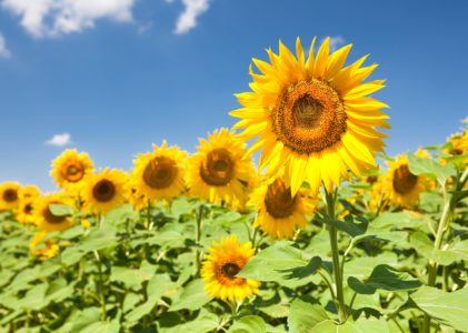 Sāk ziedojumu vākšanas kampaņu Ukrainai