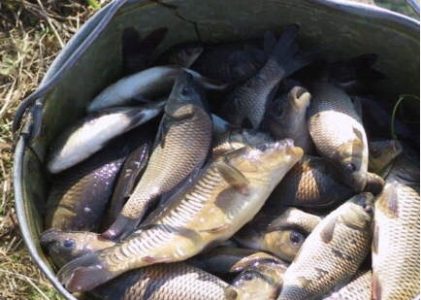 Varēs pieteikties atbalstam akvakultūrā